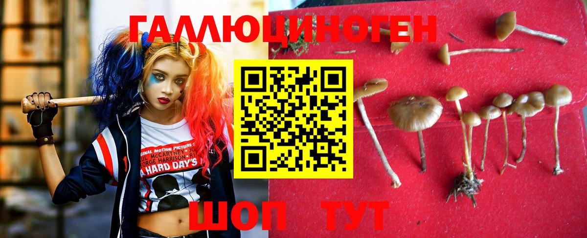 Галлюциногенные грибы Cubensis  Вход с VPN  Горно-Алтайск 